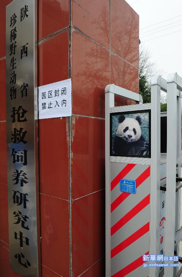 （城乡热点）（2）陕西大熊猫感染犬瘟热已致2只死亡