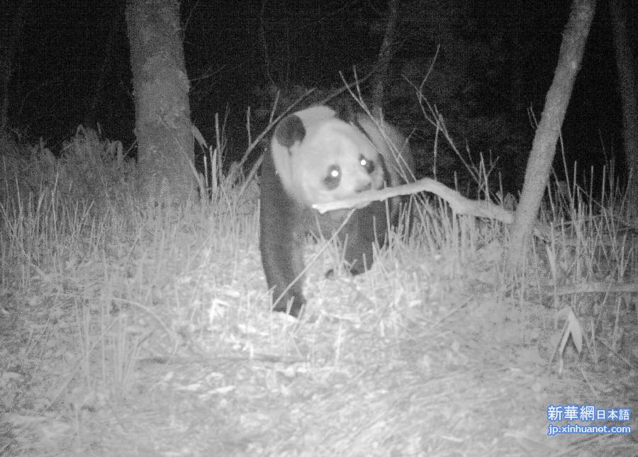 （生态）（1）陕西平河梁自然保护区首次拍到野生大熊猫