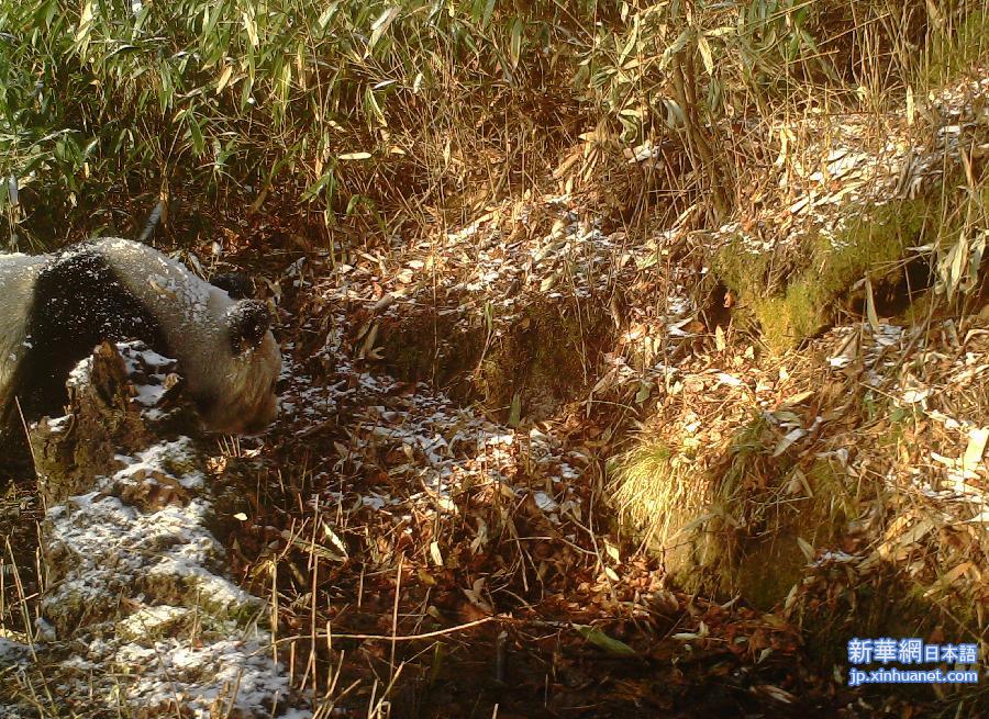 （生态）（2）陕西平河梁自然保护区首次拍到野生大熊猫