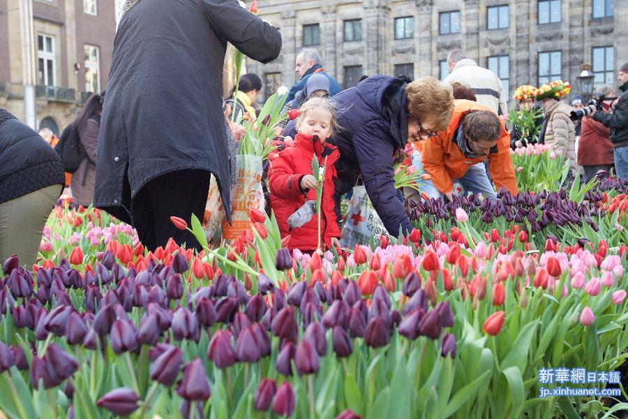 （国际）（2）荷兰举办第四届郁金香节