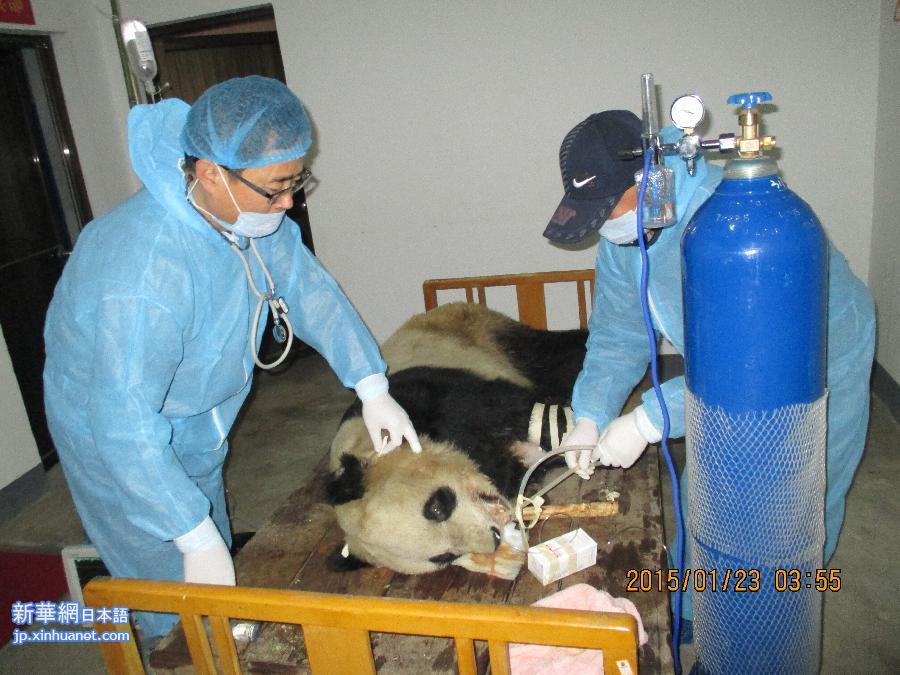 （社会）陕西大熊猫感染犬瘟热已致3只大熊猫死亡