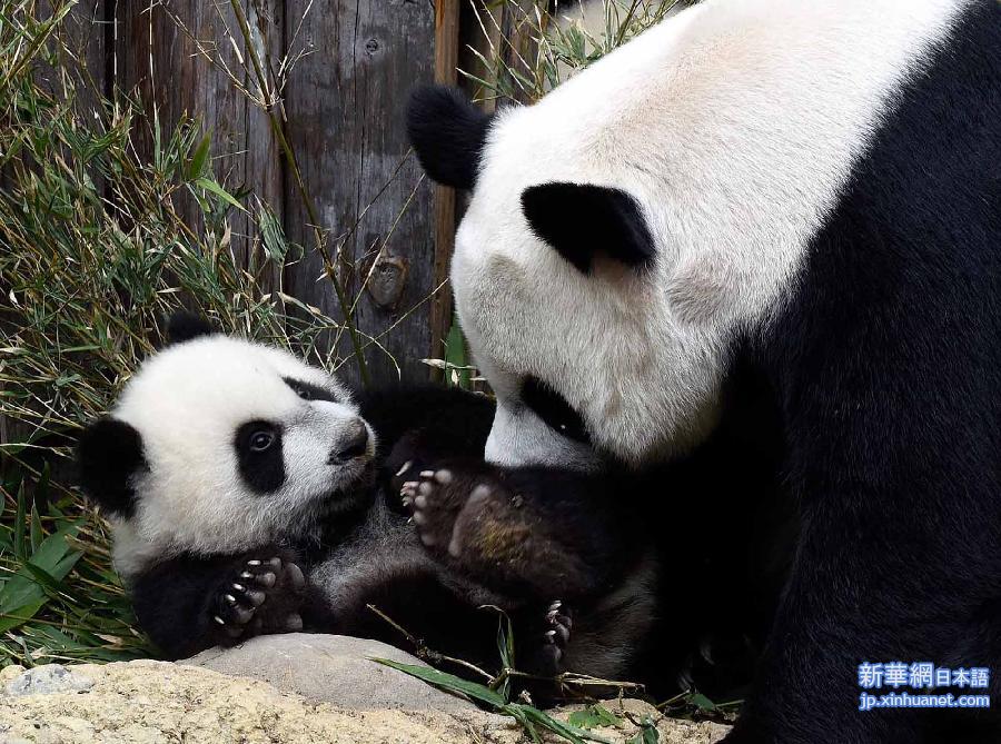 CHINA-GUANGZHOU-TRIPLET GIANT PANDAS (CN)