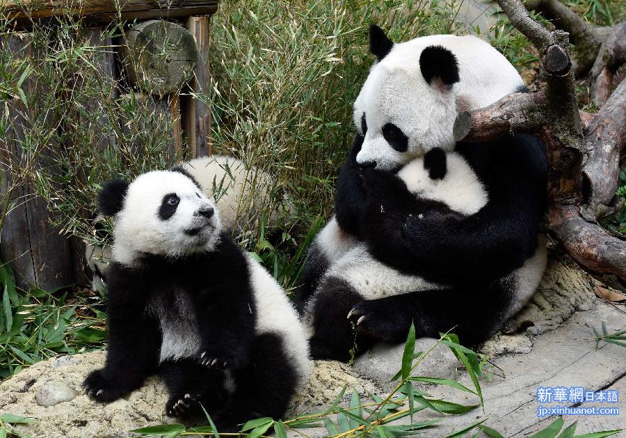 CHINA-GUANGZHOU-TRIPLET GIANT PANDAS (CN)