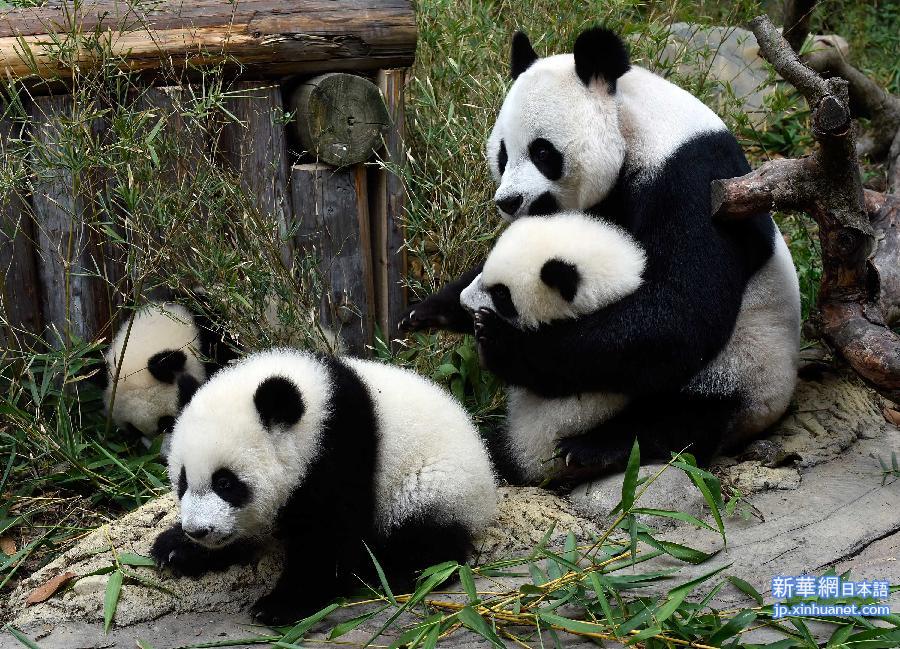 CHINA-GUANGZHOU-TRIPLET GIANT PANDAS (CN)