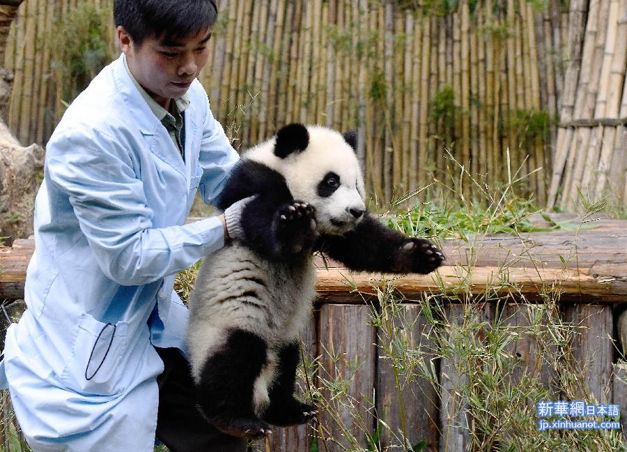 CHINA-GUANGZHOU-TRIPLET GIANT PANDAS (CN)