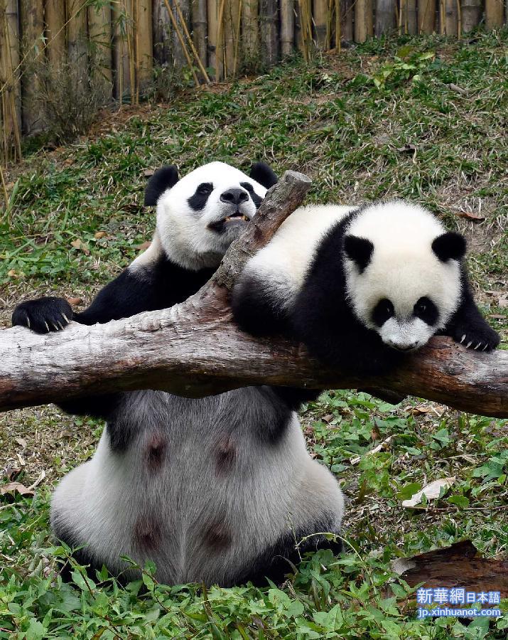 CHINA-GUANGZHOU-TRIPLET GIANT PANDAS (CN)