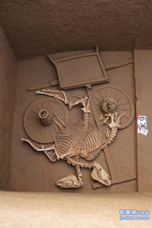 （晚报）（2）陕西考古现西周时期“最大公共墓地”