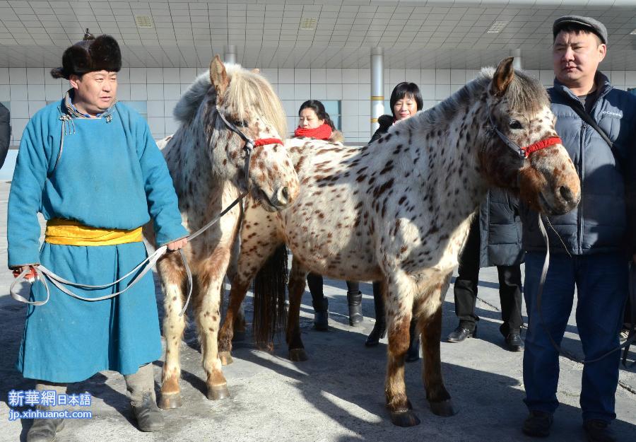 （社会）（1）蒙古国总统赠送给习近平主席夫妇的蒙古马从二连浩特口岸入境