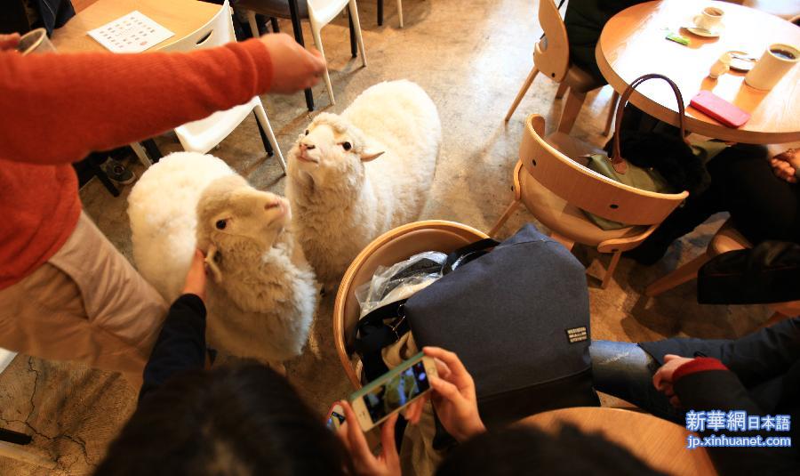 （晚报）（3）走进韩国“绵羊咖啡馆”