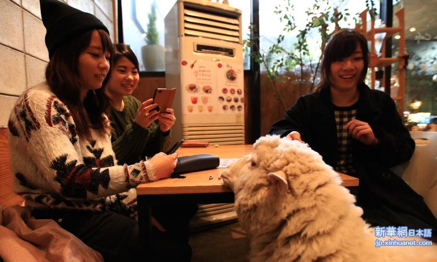 （晚报）（4）走进韩国“绵羊咖啡馆”