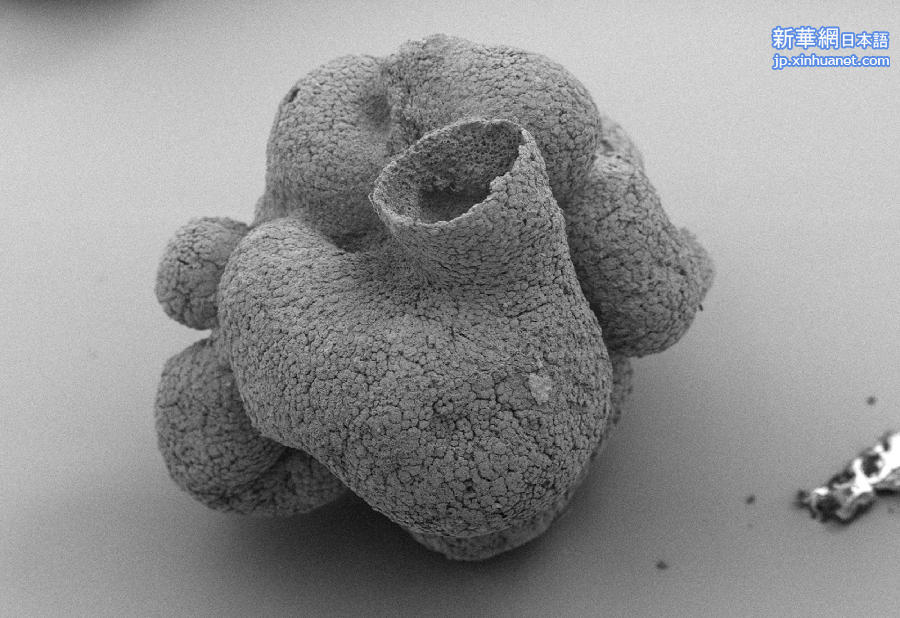 （图文互动）（2）我国科学家发现6亿年前“海绵始祖” 