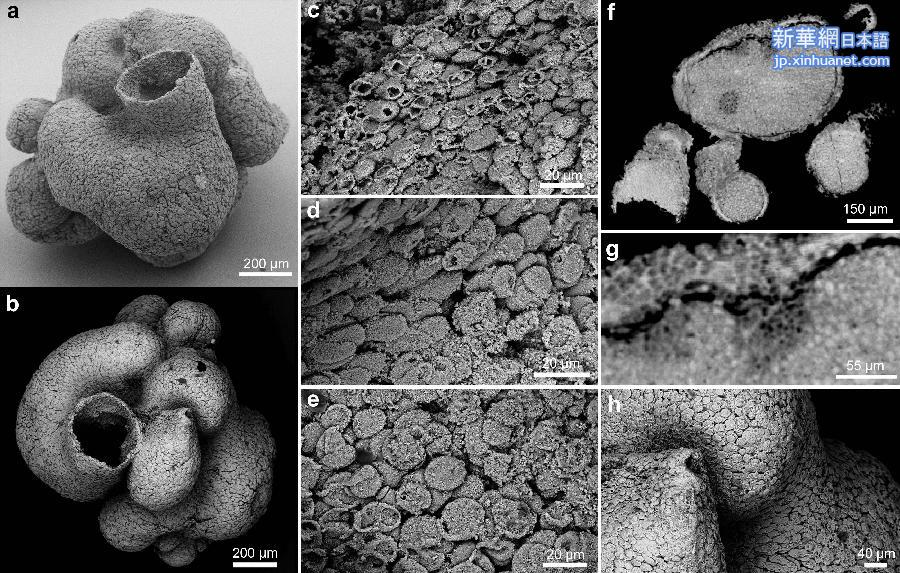 （图文互动）（3）我国科学家发现6亿年前“海绵始祖” 