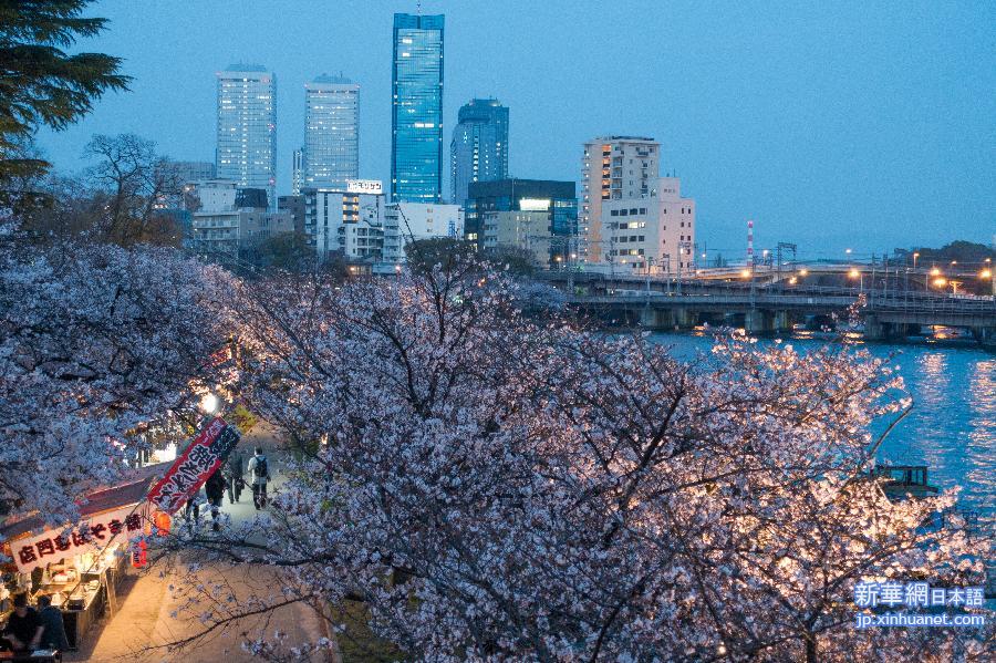 （国际）（4）大阪樱花盛开