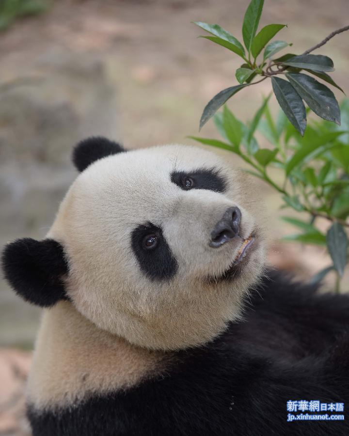 （城乡热点）（3）中央赠澳门大熊猫选定 预计5月初飞赴澳门
