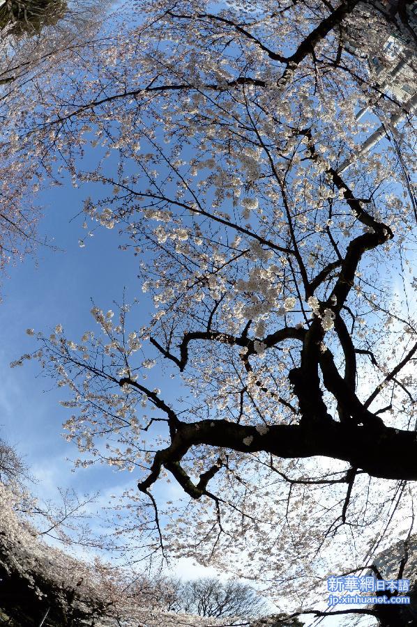 （国际）（1）东京：樱花盛开