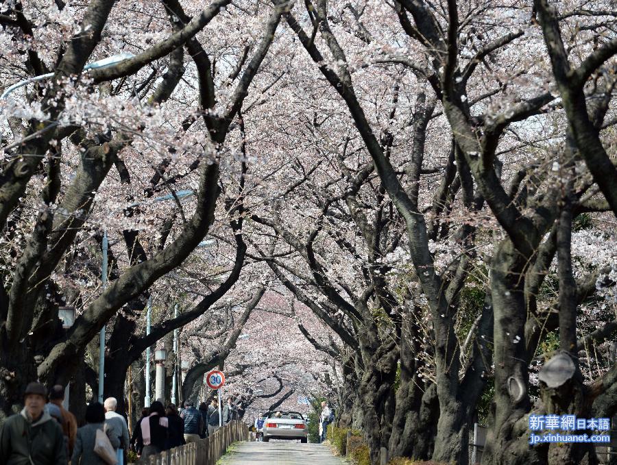 （国际）（2）东京：樱花盛开