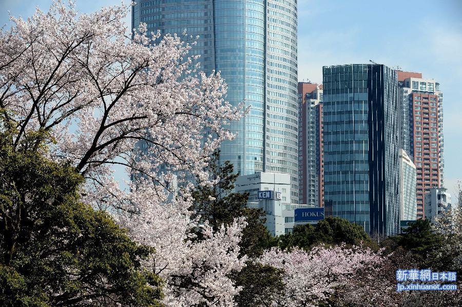 （国际）（4）东京：樱花盛开