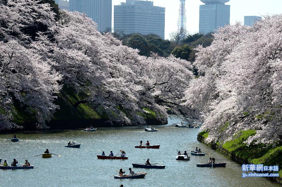 （国际）（1）东京迎来赏樱高峰