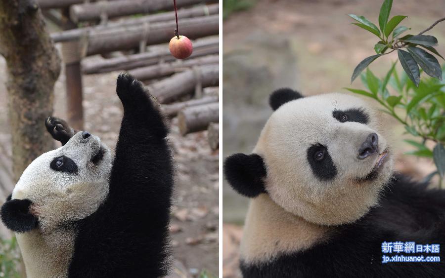 （图文互动）（1）中央赠澳大熊猫确定4月30日抵澳　沿用“开开”“心心”名字 