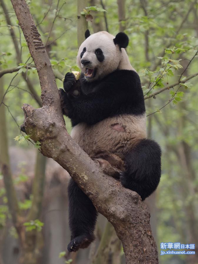 （图文互动）（3）中央赠澳大熊猫确定4月30日抵澳　沿用“开开”“心心”名字 