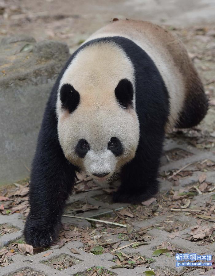 （图文互动）（2）中央赠澳大熊猫确定4月30日抵澳　沿用“开开”“心心”名字 