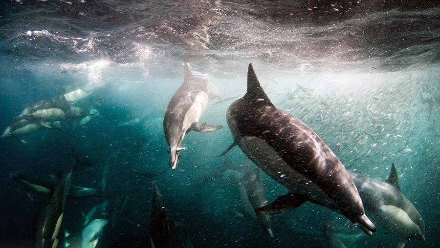 南非某港千只海豚捕食场景