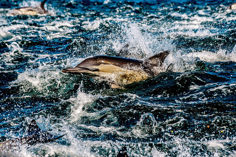 南非某港千只海豚捕食场景