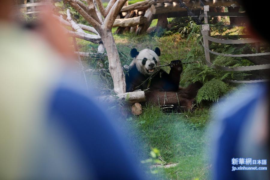 （社会）（2）大熊猫“开开”“心心”率先与澳门学生见面