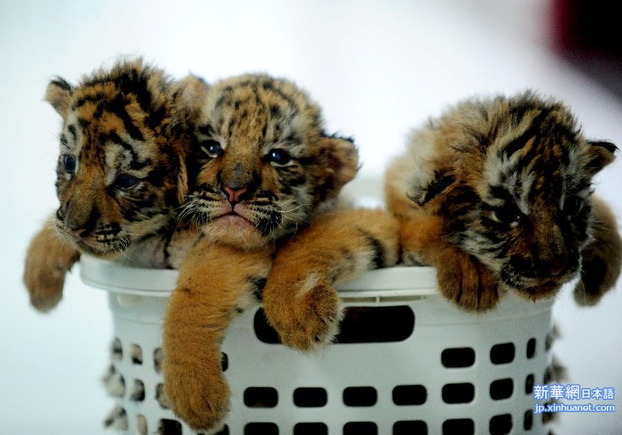 #CHINA-SHENYANG-SIBERIAN TIGER-CUBS(CN) 