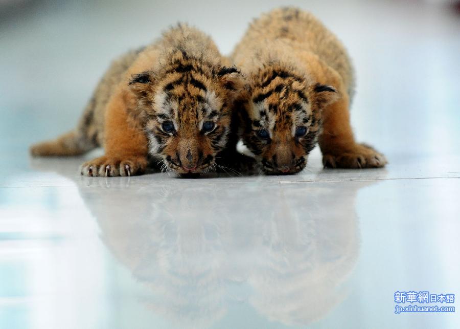 #CHINA-SHENYANG-SIBERIAN TIGER-CUBS(CN) 