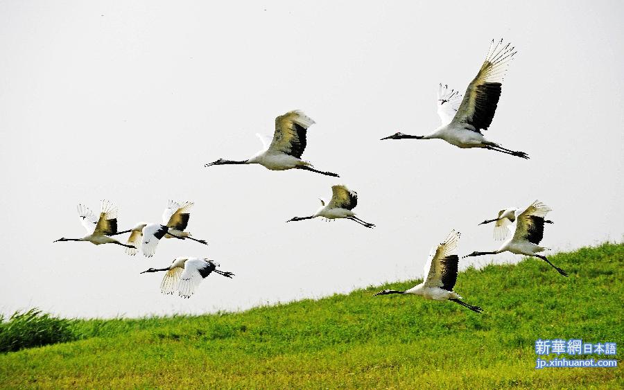 （美丽中国）（1）鹤舞湿地生态美
