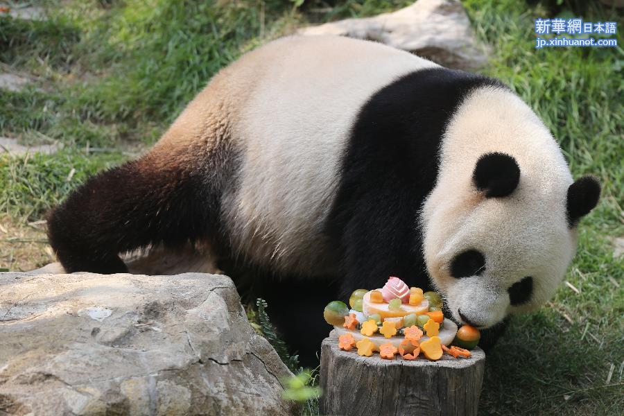（社会）（2）中央赠澳门大熊猫“心心”迎八岁生日