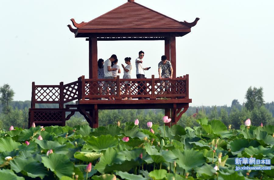 （晚报）（1）河北香河：万亩荷塘生态游