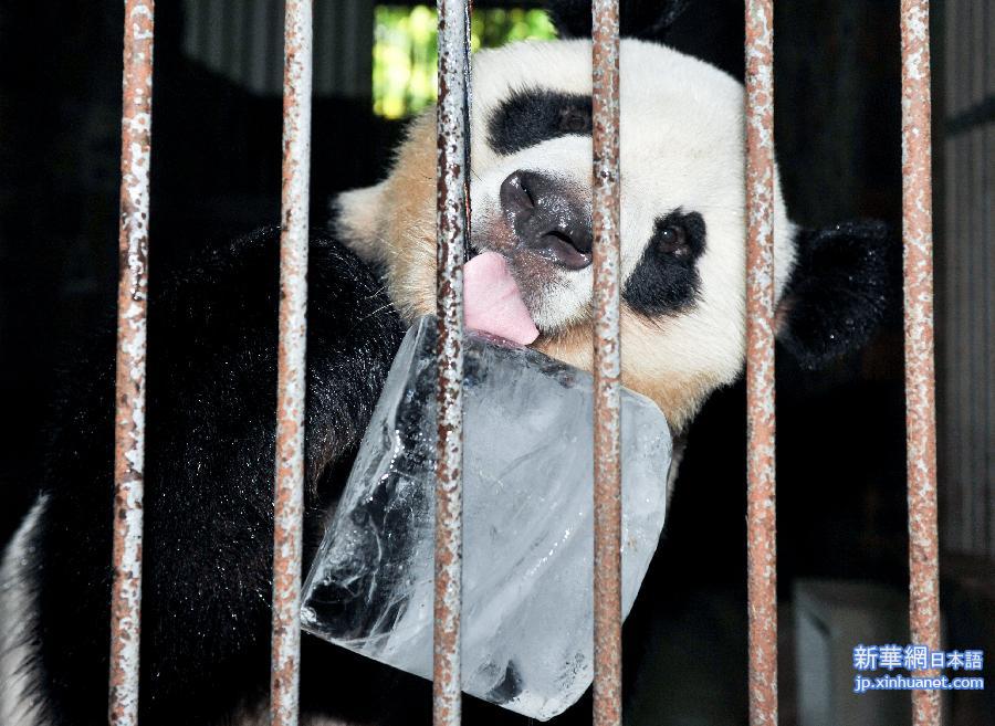 （晚报）（1）大熊猫享清凉 