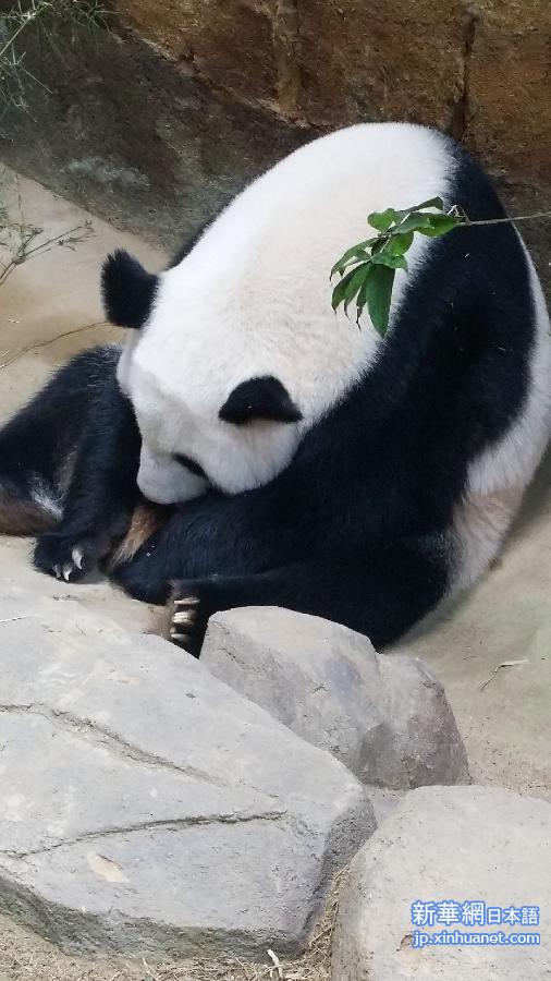 （国际）（1）新生熊猫宝宝在马来西亚亮相