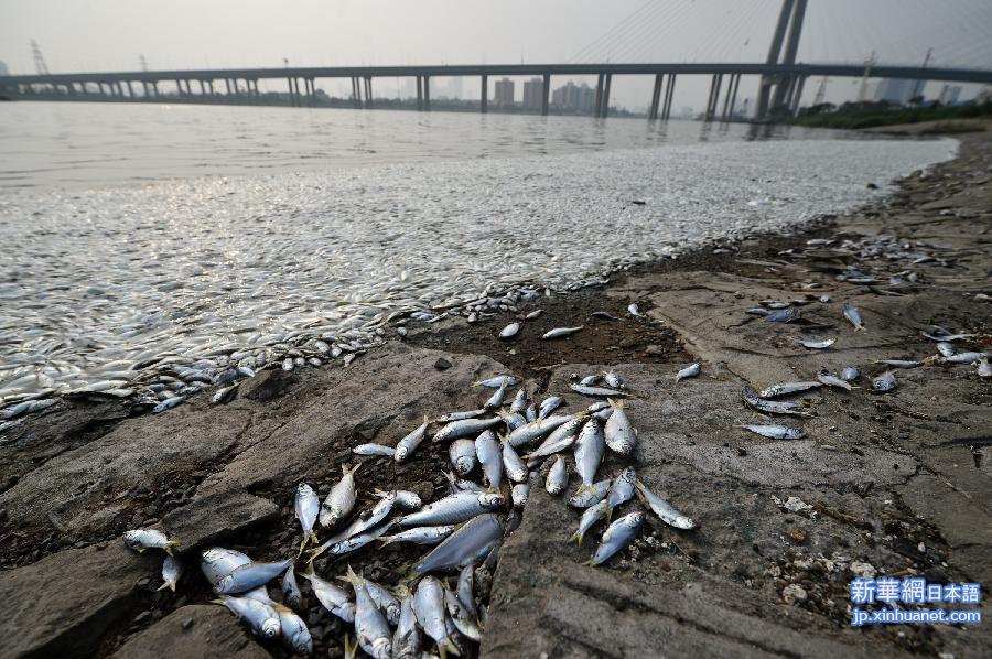（天津港“8·12”事故）（1）天津海河出现死鱼河段未检出氰化物