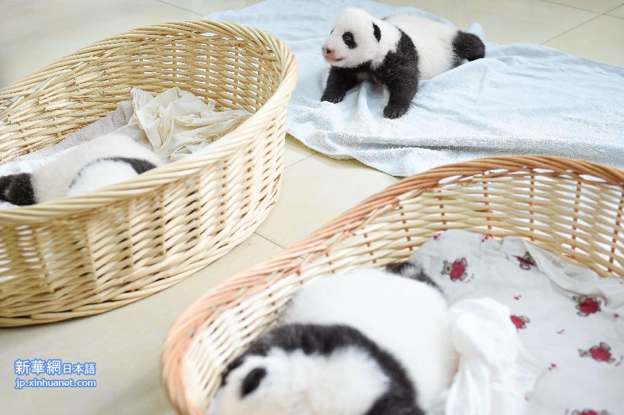 （社会）（5）雅安：新生大熊猫宝宝集体亮相