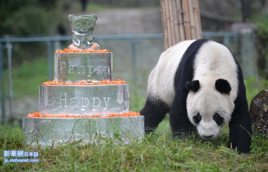 （晚报）全球现存最高龄雄性大熊猫过生日