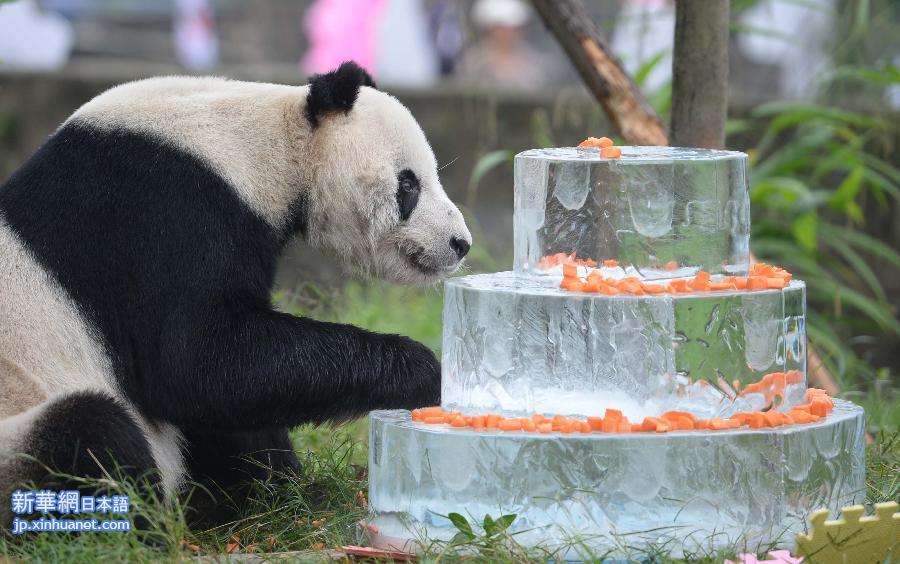 （城乡热点）（1）全球现存最高龄雄性大熊猫过生日