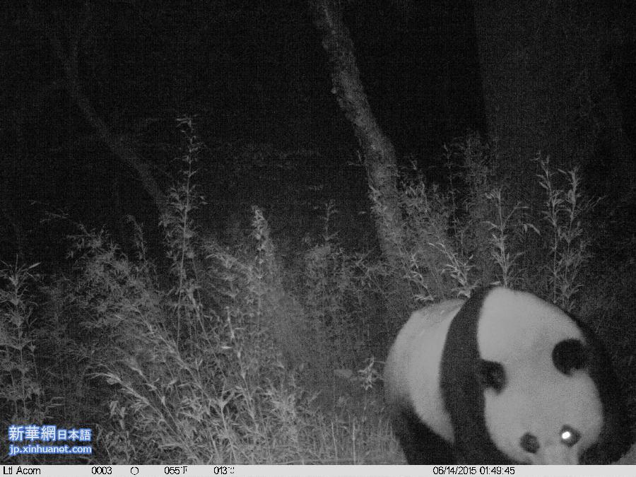 （XHDW·图文互动）（1）夜行、打架、吃肉：红外线摄像机再现野生大熊猫另一面