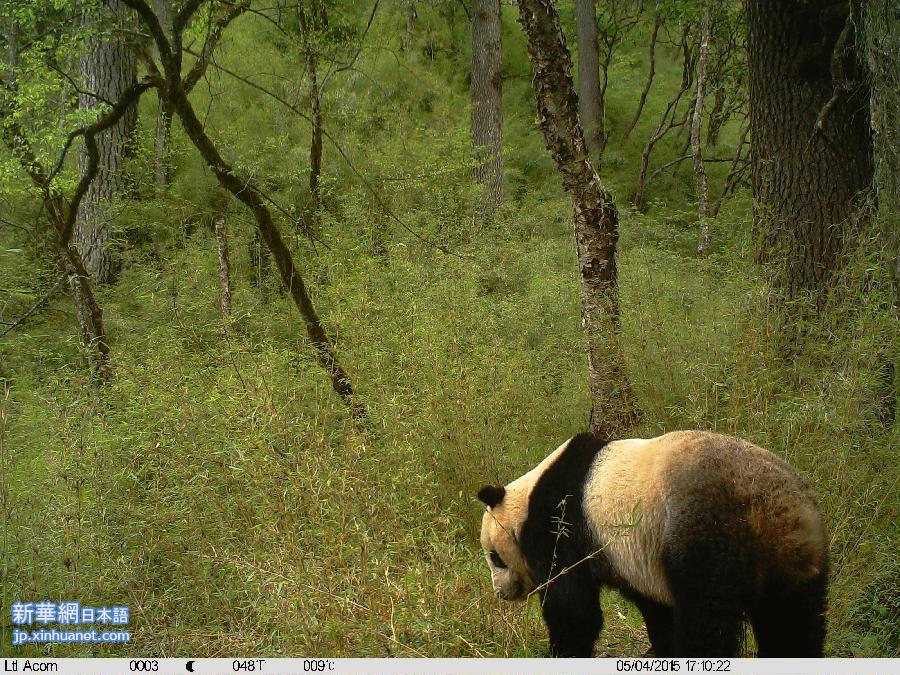 （XHDW·图文互动）（2）夜行、打架、吃肉：红外线摄像机再现野生大熊猫另一面