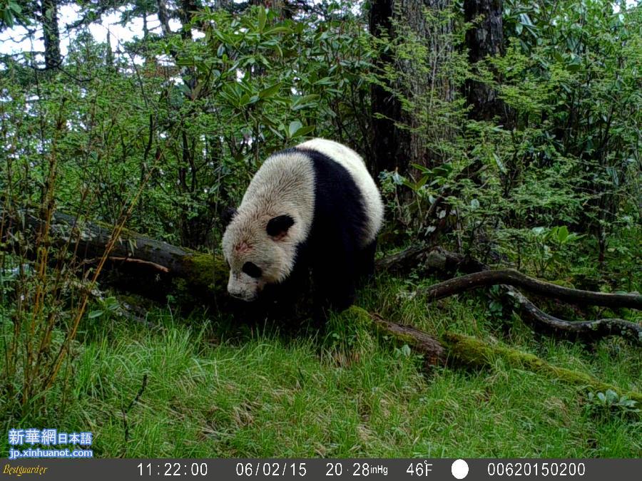 （XHDW·图文互动）（3）夜行、打架、吃肉：红外线摄像机再现野生大熊猫另一面