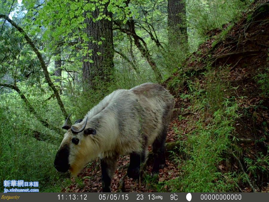 （XHDW·图文互动）（5）夜行、打架、吃肉：红外线摄像机再现野生大熊猫另一面