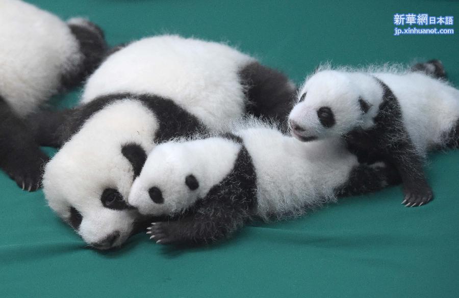 （新华直击）（1）成都：今年新生双胞胎大熊猫集体亮相