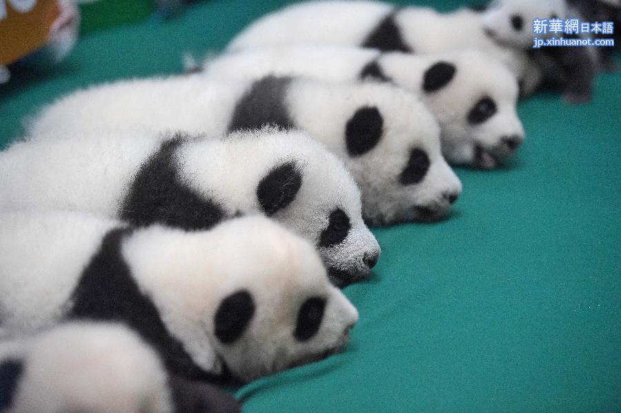 （晚报）（1）成都：今年新生双胞胎大熊猫集体亮相