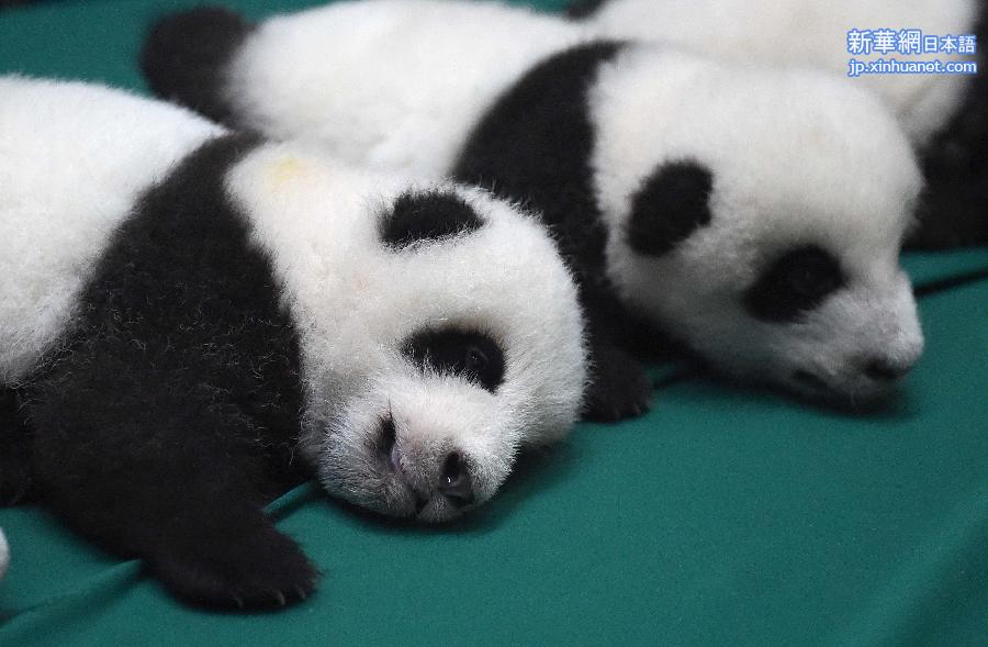 （晚报）（2）成都：今年新生双胞胎大熊猫集体亮相