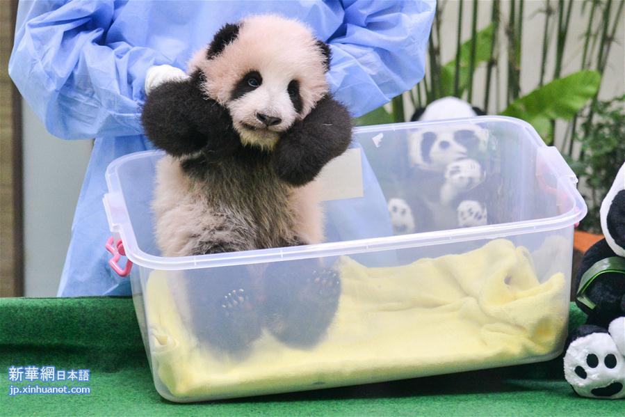 （国际）（2）中国旅马大熊猫宝宝今起亮相