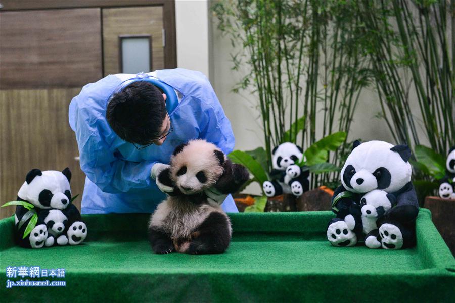 （国际）（5）中国旅马大熊猫宝宝今起亮相