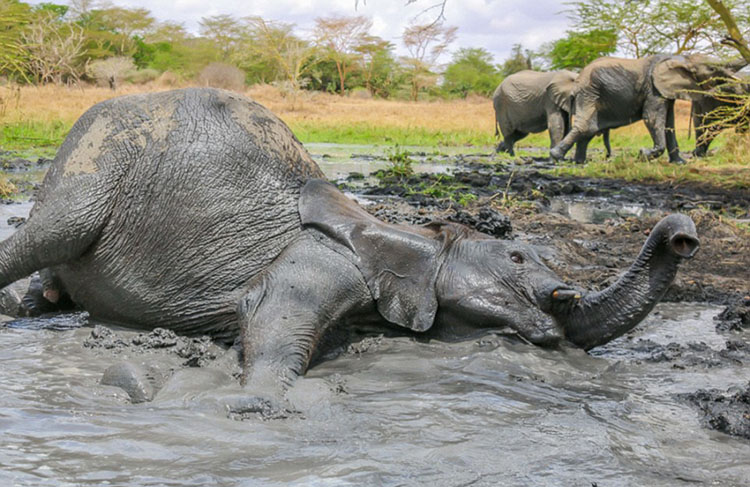 米観光客 ケニアで泥んこの可愛いゾウを撮影 新華網日本語