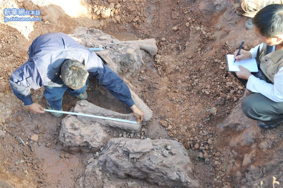 （文化）（2）云南发现1.8亿年前恐龙化石